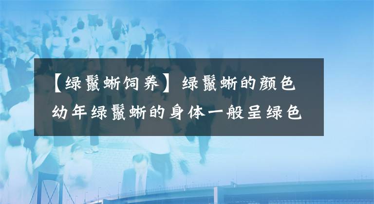 【綠鬣蜥飼養(yǎng)】綠鬣蜥的顏色 幼年綠鬣蜥的身體一般呈綠色