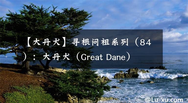 【大丹犬】尋根問(wèn)祖系列（84）：大丹犬（Great Dane）