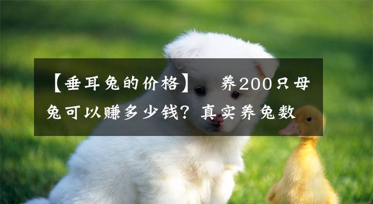 【垂耳兔的價格】?養(yǎng)200只母兔可以賺多少錢？真實養(yǎng)兔數據分析