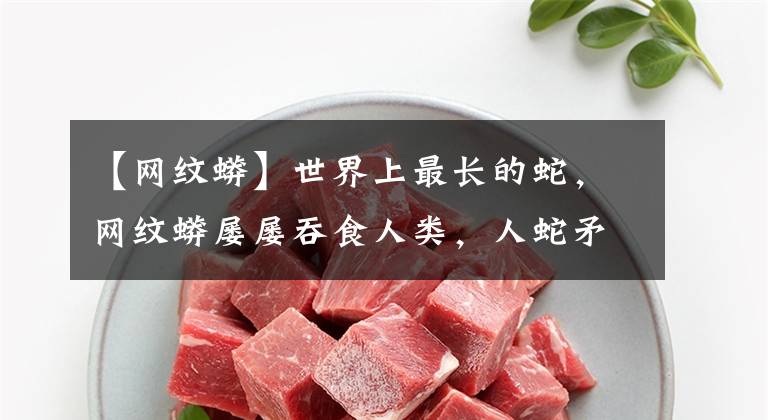 【網(wǎng)紋蟒】世界上最長的蛇，網(wǎng)紋蟒屢屢吞食人類，人蛇矛盾為何激化？