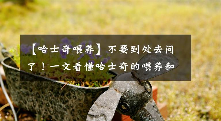 【哈士奇喂養(yǎng)】不要到處去問(wèn)了！一文看懂哈士奇的喂養(yǎng)和訓(xùn)練方法