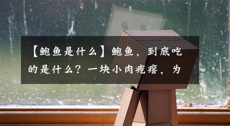 【鮑魚是什么】鮑魚，到底吃的是什么？一塊小肉疙瘩，為何能賣這么貴？