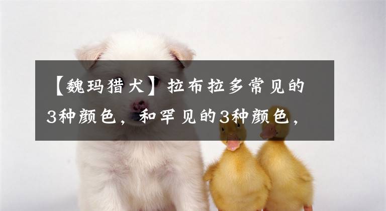 【魏瑪獵犬】拉布拉多常見的3種顏色，和罕見的3種顏色，你知道嗎？