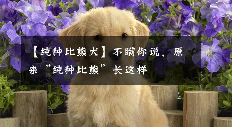 【純種比熊犬】不瞞你說，原來“純種比熊”長這樣