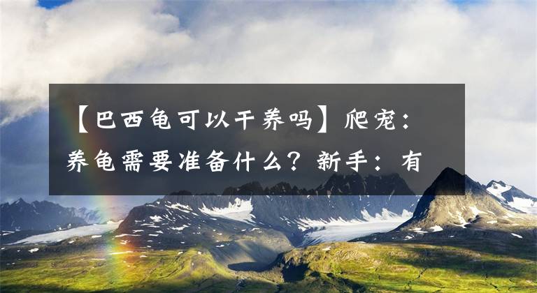 【巴西龜可以干養(yǎng)嗎】爬寵：養(yǎng)龜需要準(zhǔn)備什么？新手：有這些就夠了