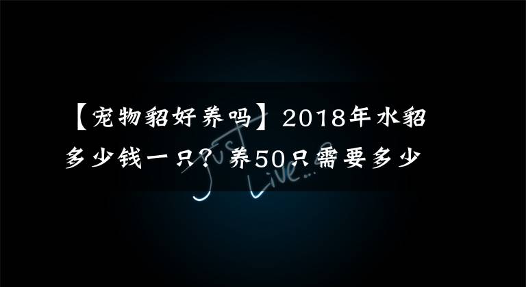 【寵物貂好養(yǎng)嗎】2018年水貂多少錢(qián)一只？養(yǎng)50只需要多少成本？