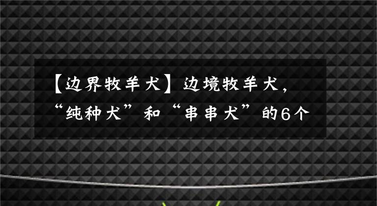 【邊界牧羊犬】邊境牧羊犬，“純種犬”和“串串犬”的6個(gè)區(qū)別，你清楚了嗎？