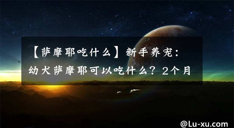 【薩摩耶吃什么】新手養(yǎng)寵：幼犬薩摩耶可以吃什么？2個(gè)月左右的幼犬飼養(yǎng)手冊(cè)