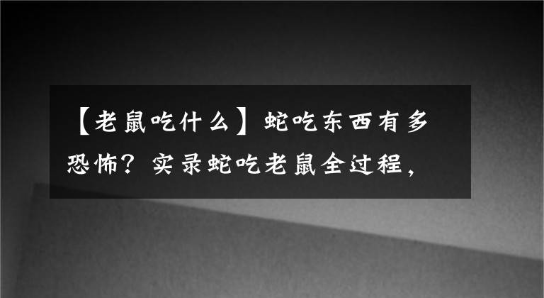 【老鼠吃什么】蛇吃東西有多恐怖？實(shí)錄蛇吃老鼠全過程，讓人頭皮發(fā)麻