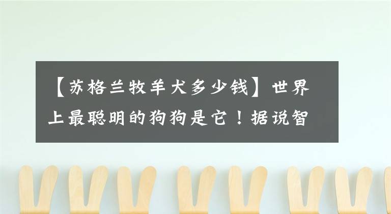 【蘇格蘭牧羊犬多少錢】世界上最聰明的狗狗是它！據(jù)說智商相當于8歲小孩