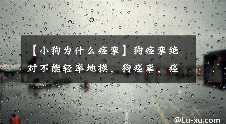 【小狗為什么痙攣】狗痙攣絕對(duì)不能輕率地摸，狗痙攣，痙攣應(yīng)急措施