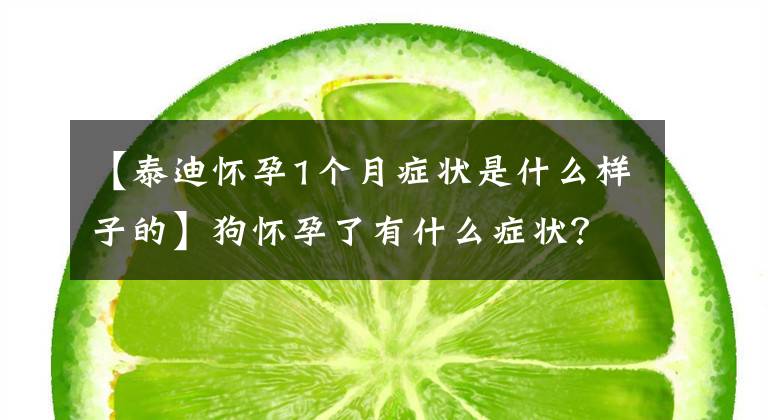 【泰迪懷孕1個(gè)月癥狀是什么樣子的】狗懷孕了有什么癥狀？