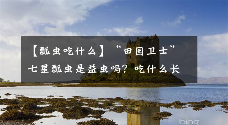 【瓢蟲吃什么】“田園衛(wèi)士”七星瓢蟲是益蟲嗎？吃什么長大的？咬人有毒嗎？