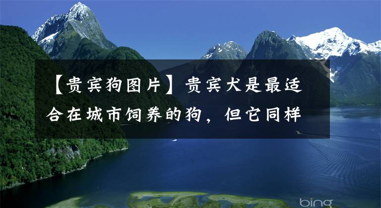 【貴賓狗圖片】貴賓犬是最適合在城市飼養(yǎng)的狗，但它同樣會(huì)咬人，不可掉以輕心