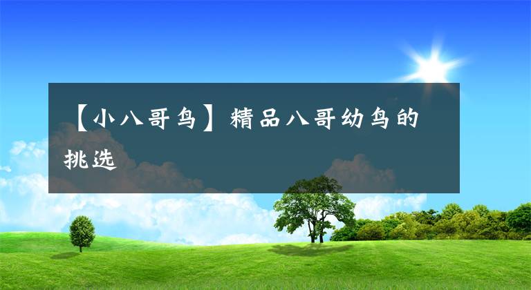 【小八哥鳥(niǎo)】精品八哥幼鳥(niǎo)的挑選