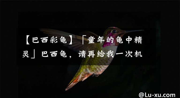 【巴西彩龜】「童年的龜中精靈」巴西龜，請(qǐng)?jiān)俳o我一次機(jī)會(huì)，好好愛(ài)你