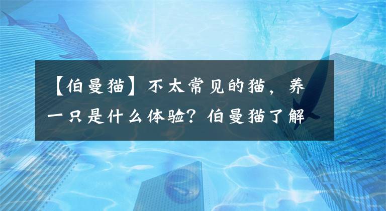 【伯曼貓】不太常見(jiàn)的貓，養(yǎng)一只是什么體驗(yàn)？伯曼貓了解一下?