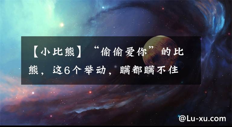 【小比熊】“偷偷愛(ài)你”的比熊，這6個(gè)舉動(dòng)，瞞都瞞不住