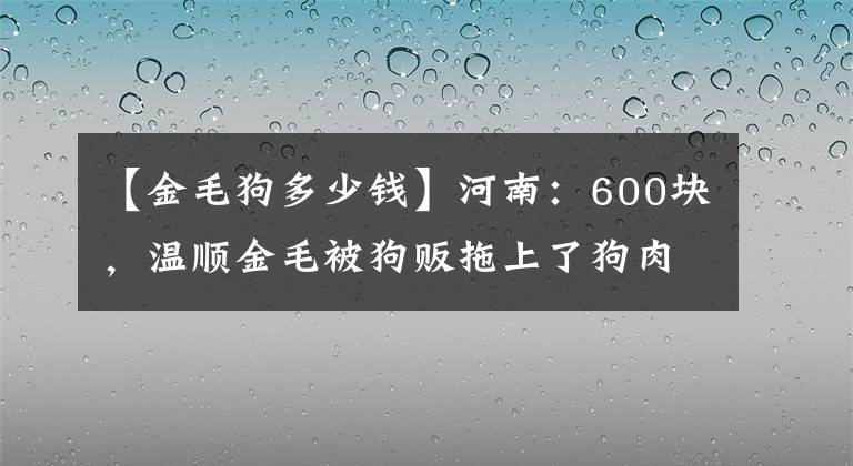 【金毛狗多少錢】河南：600塊，溫順金毛被狗販拖上了狗肉車，可憐了狗狗一世忠誠