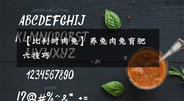 【比利時肉兔】養(yǎng)兔肉兔育肥六技巧