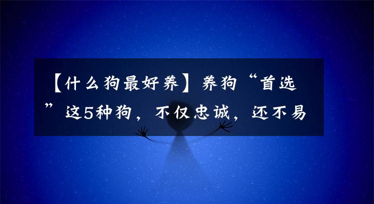 【什么狗最好養(yǎng)】養(yǎng)狗“首選”這5種狗，不僅忠誠(chéng)，還不易生病