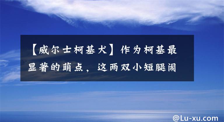 【威爾士柯基犬】作為柯基最顯著的萌點(diǎn)，這兩雙小短腿鬧出的笑話可真不少