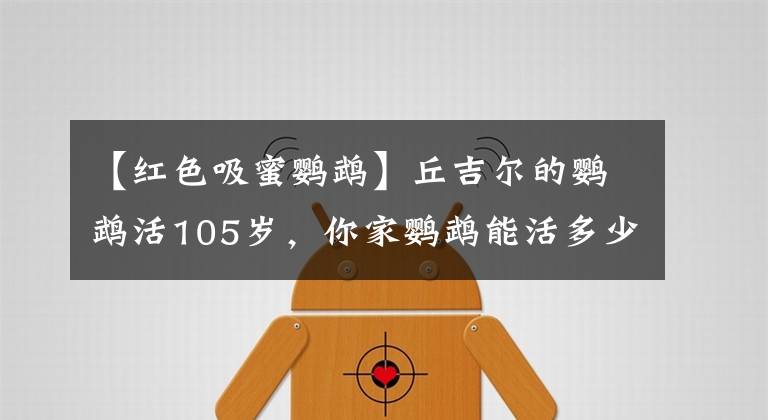 【紅色吸蜜鸚鵡】丘吉爾的鸚鵡活105歲，你家鸚鵡能活多少歲？看看它還能陪你多久