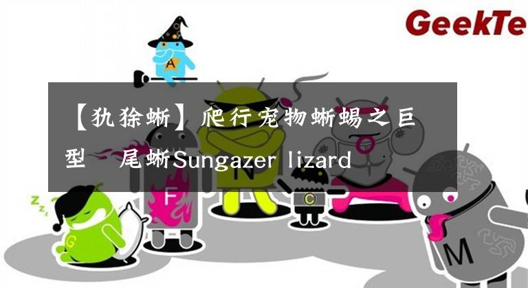 【犰狳蜥】爬行寵物蜥蜴之巨型環(huán)尾蜥Sungazer lizard