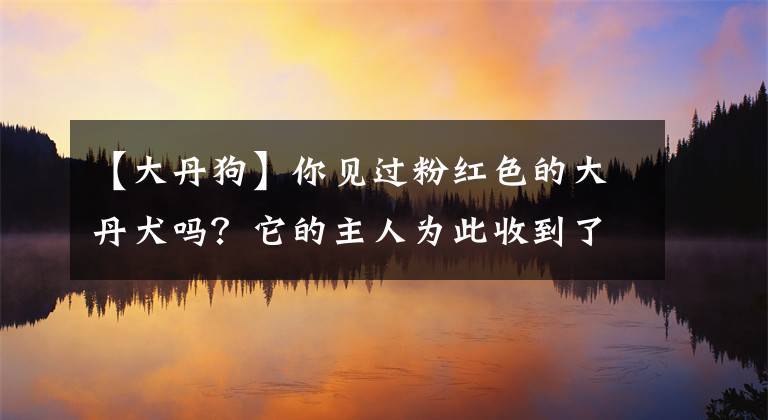 【大丹狗】你見過粉紅色的大丹犬嗎？它的主人為此收到了死亡威脅