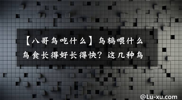 【八哥鳥吃什么】烏鶇喂什么鳥食長得好長得快？這幾種鳥食簡單易得能養(yǎng)好烏鶇