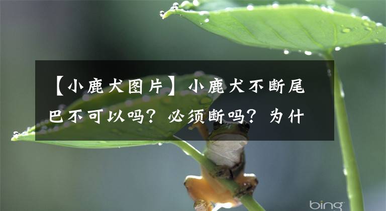 【小鹿犬圖片】小鹿犬不斷尾巴不可以嗎？必須斷嗎？為什么？