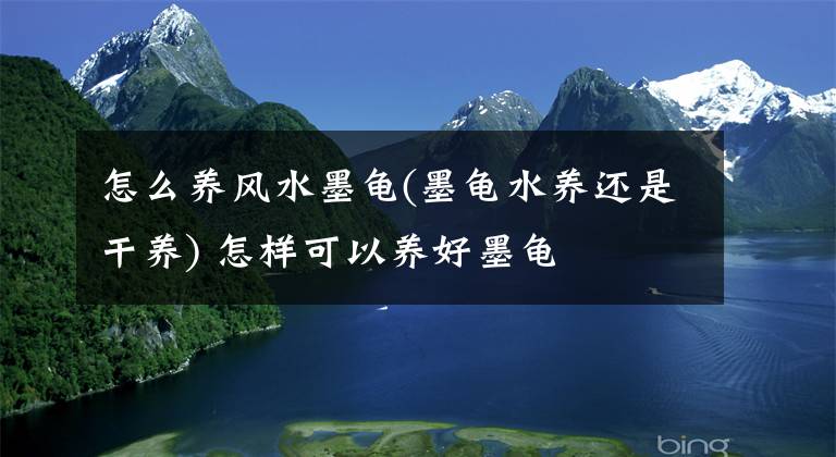 怎么養(yǎng)風(fēng)水墨龜(墨龜水養(yǎng)還是干養(yǎng)) 怎樣可以養(yǎng)好墨龜