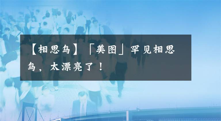 【相思鳥】「美圖」罕見相思鳥，太漂亮了！