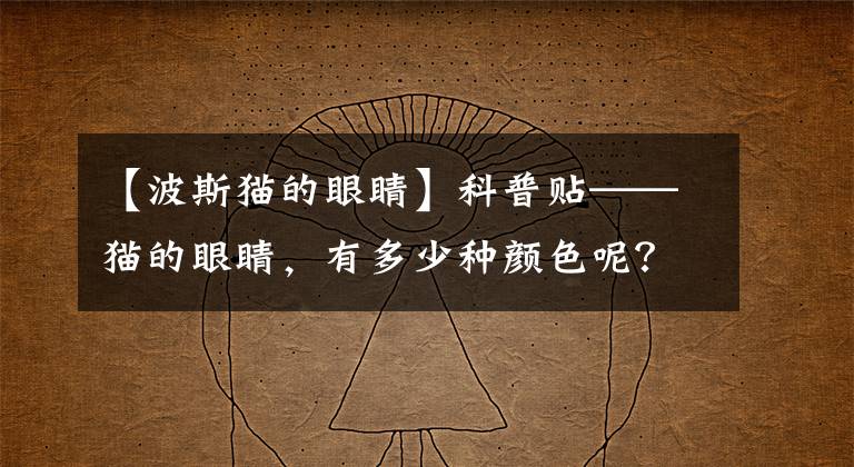 【波斯貓的眼睛】科普貼——貓的眼睛，有多少種顏色呢？