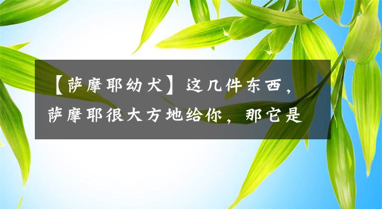 【薩摩耶幼犬】這幾件東西，薩摩耶很大方地給你，那它是真的愛你