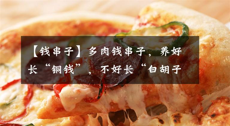 【錢串子】多肉錢串子，養(yǎng)好長(zhǎng)“銅錢”，不好長(zhǎng)“白胡子”，3招全解決