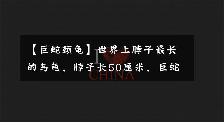 【巨蛇頸龜】世界上脖子最長的烏龜，脖子長50厘米，巨蛇頸龜：我不做縮頭烏