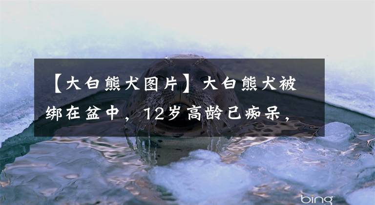 【大白熊犬圖片】大白熊犬被綁在盆中，12歲高齡已癡呆，主人留下紙條，寫得太冷漠