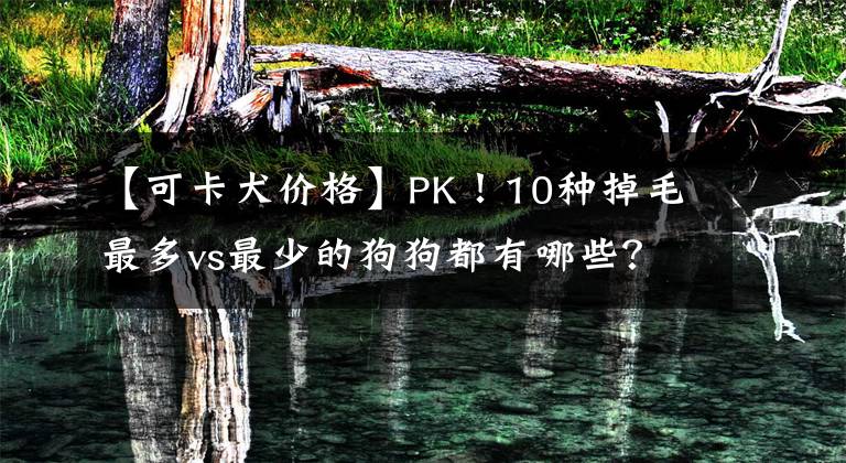 【可卡犬價格】PK！10種掉毛最多vs最少的狗狗都有哪些？