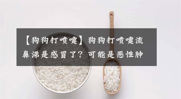 【狗狗打噴嚏】狗狗打噴嚏流鼻涕是感冒了？可能是惡性腫瘤！打噴嚏的原因有很多