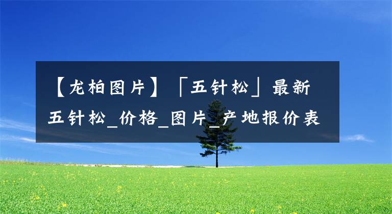 【龍柏圖片】「五針?biāo)伞棺钚挛遽標(biāo)蒧價(jià)格_圖片_產(chǎn)地報(bào)價(jià)表