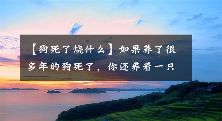 【狗死了燒什么】如果養(yǎng)了很多年的狗死了，你還養(yǎng)著一只嗎？