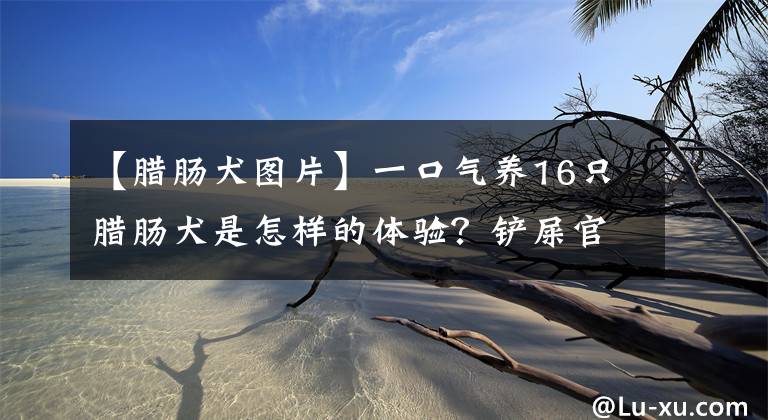 【臘腸犬圖片】一口氣養(yǎng)16只臘腸犬是怎樣的體驗？鏟屎官：我還有一只拉布拉多