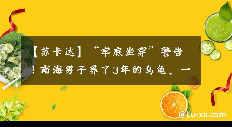 【蘇卡達(dá)】“牢底坐穿”警告！南海男子養(yǎng)了3年的烏龜，一查來頭不小……