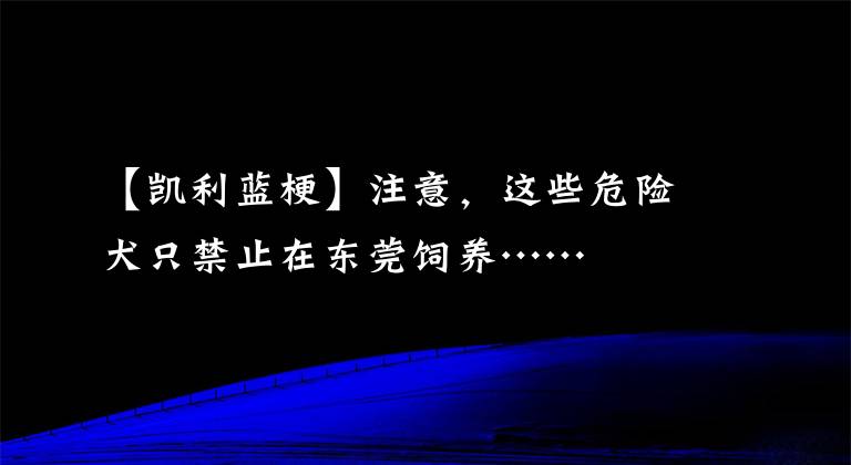 【凱利藍?！孔⒁?，這些危險犬只禁止在東莞飼養(yǎng)……