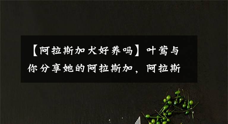 【阿拉斯加犬好養(yǎng)嗎】葉鶯與你分享她的阿拉斯加，阿拉斯加犬怎么養(yǎng)？阿拉斯加喂養(yǎng)指南