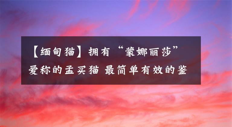 【緬甸貓】擁有“蒙娜麗莎”愛稱的孟買貓 最簡單有效的鑒別方法全在這里