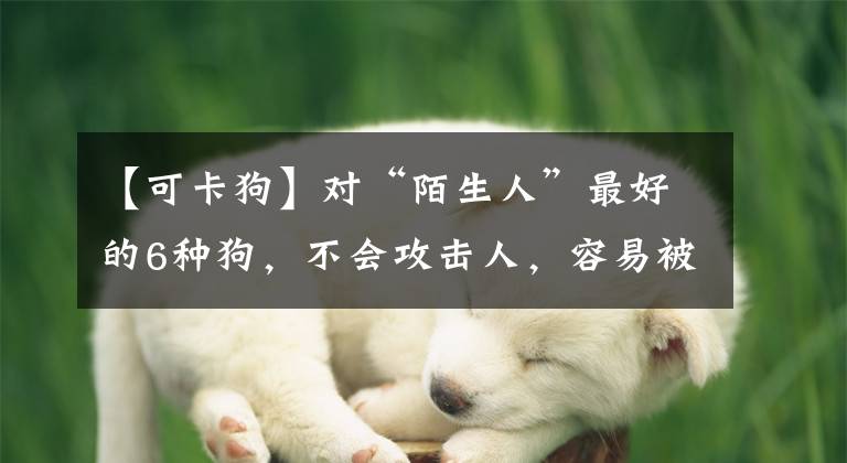 【可卡狗】對(duì)“陌生人”最好的6種狗，不會(huì)攻擊人，容易被拐走