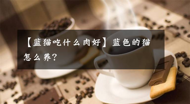 【藍貓吃什么肉好】藍色的貓怎么養(yǎng)？