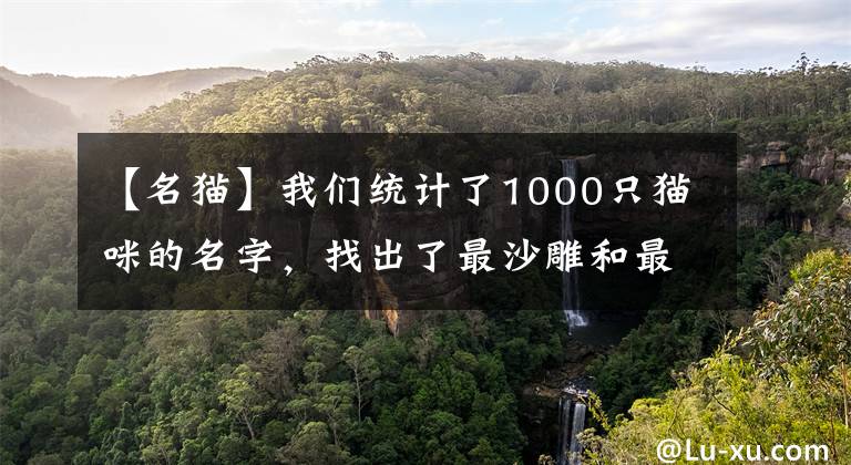 【名貓】我們統(tǒng)計(jì)了1000只貓咪的名字，找出了最沙雕和最常見的TOP10